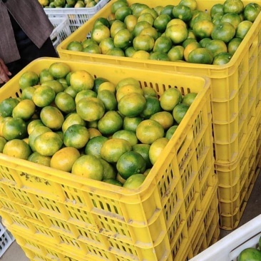 蜜桔(东江湖清江蜜桔批量特优)产地直供