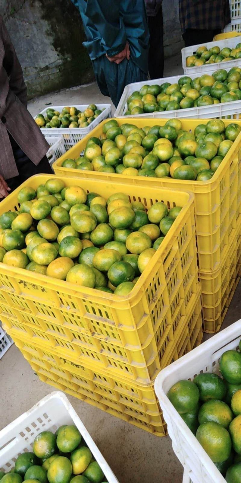 蜜桔(东江湖清江蜜桔批量特优)产地直供