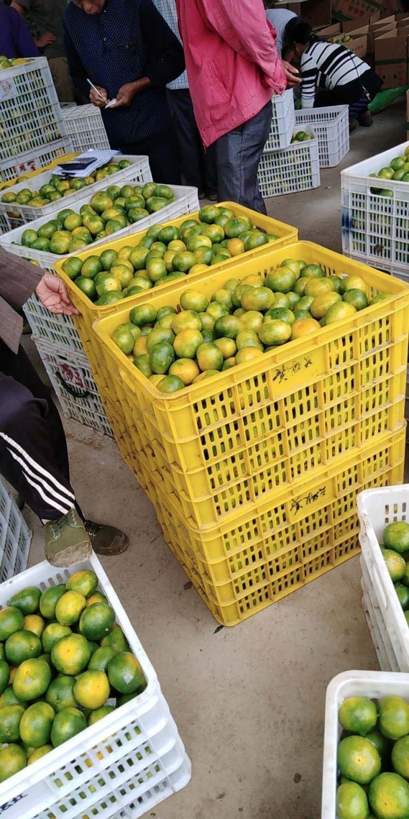 蜜桔(东江湖清江蜜桔批量特优)产地直供