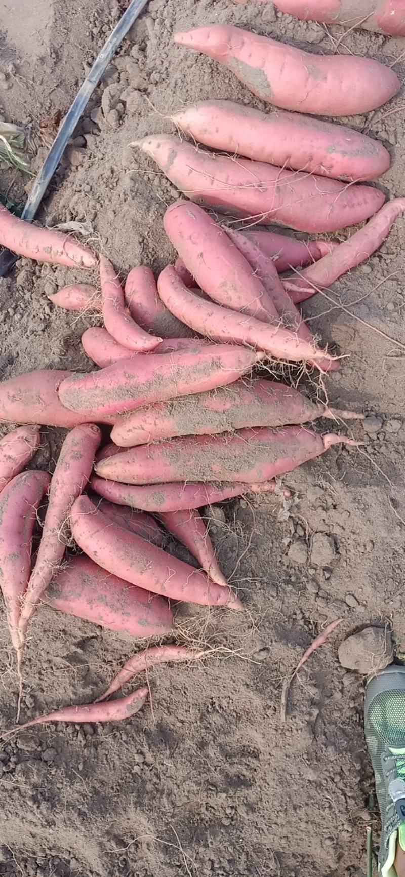 河北西瓜红，红薯蜜薯一手货源，基地直供，纯沙地，无沟眼