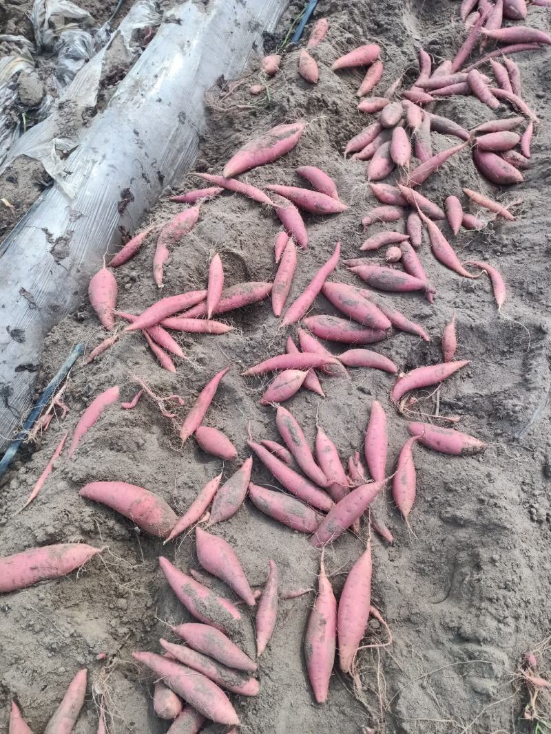 河北西瓜红，红薯蜜薯一手货源，基地直供，纯沙地，无沟眼