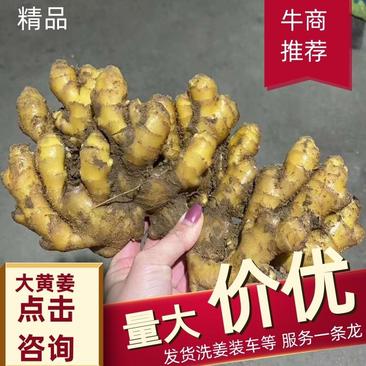 【精品】山东小黄姜优质生姜量大价优货源充足全国发货