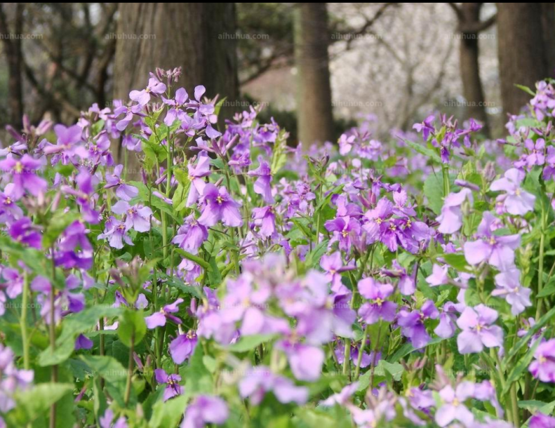 二月兰花种子，四季种易活二月兰花籽多年生宿根诸葛菜种