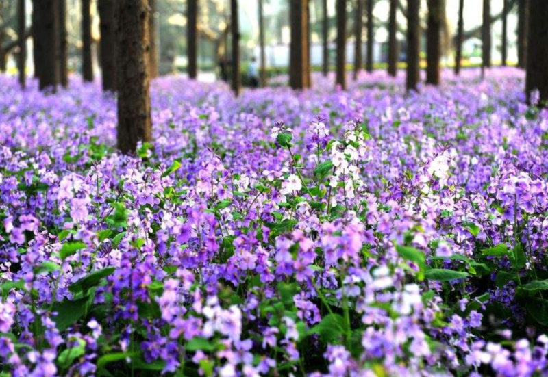 二月兰花种子，四季种易活二月兰花籽多年生宿根诸葛菜种