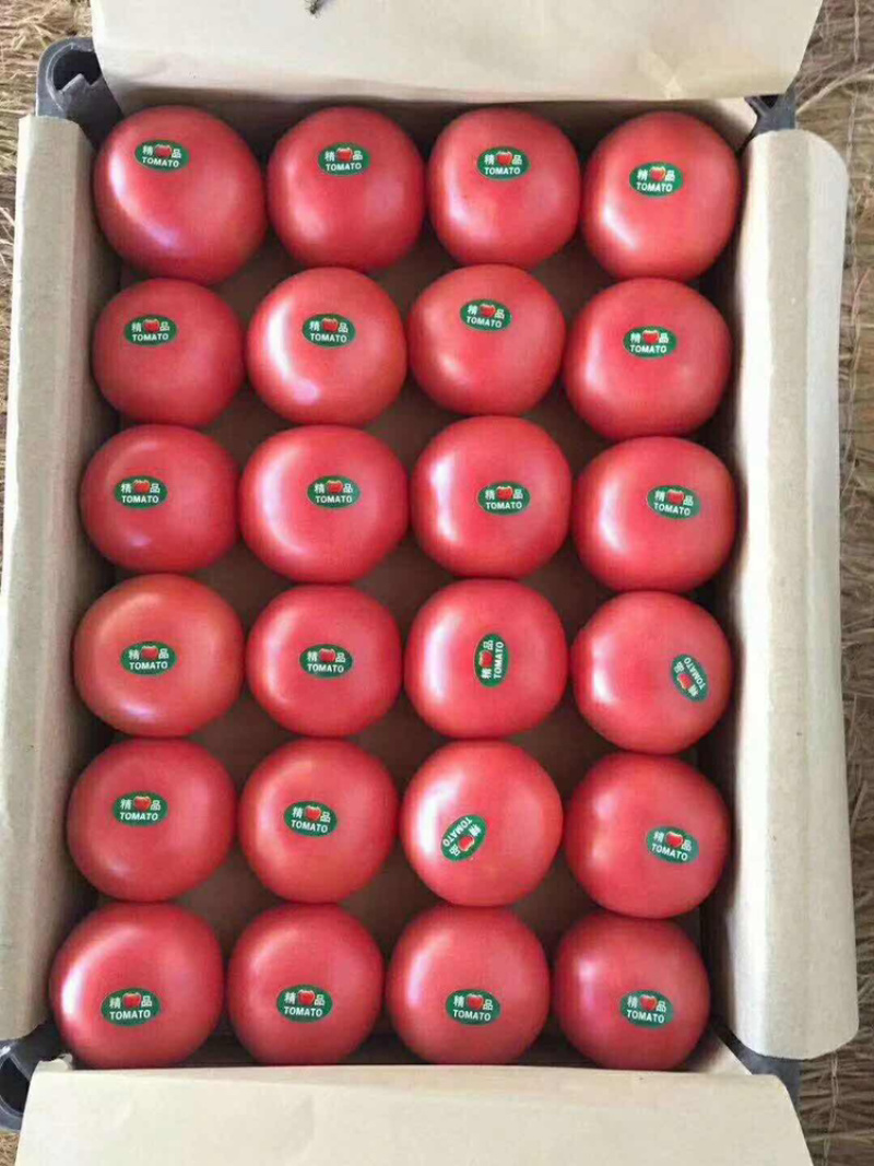 精品西红柿大量上市，产地直发全国，量大质优。