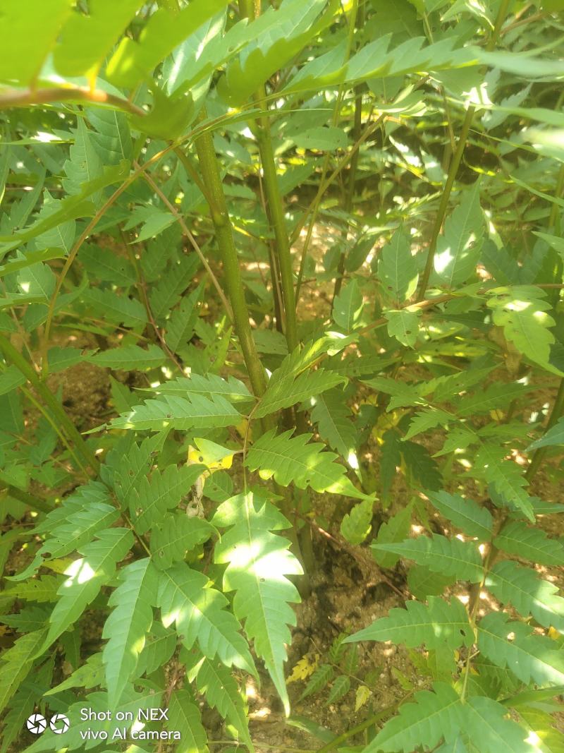 南酸枣苗酸枣苗等各种造林苗木苗圃直销…………