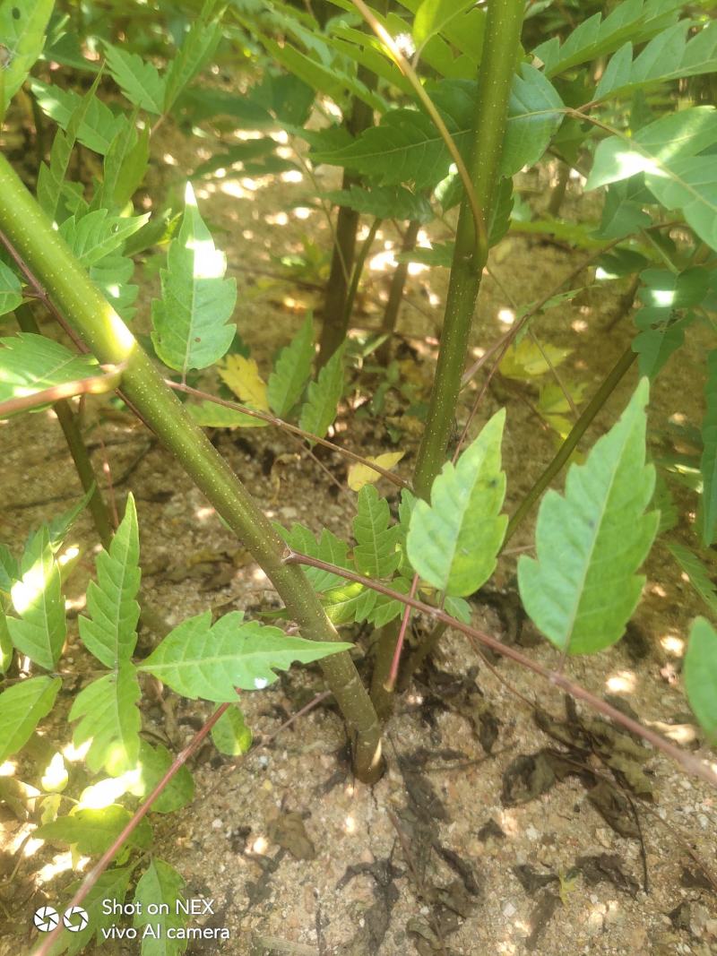 南酸枣苗酸枣苗等各种造林苗木苗圃直销…………