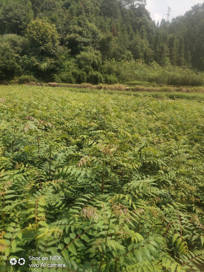 南酸枣苗酸枣苗等各种造林苗木苗圃直销…………