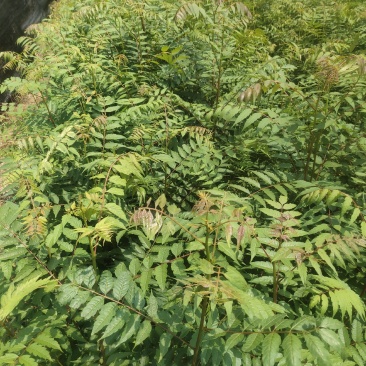 南酸枣苗酸枣苗等各种造林苗木苗圃直销…………