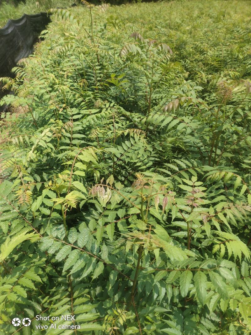 南酸枣苗酸枣苗等各种造林苗木苗圃直销…………