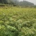 南酸枣苗酸枣苗等各种造林苗木苗圃直销…………