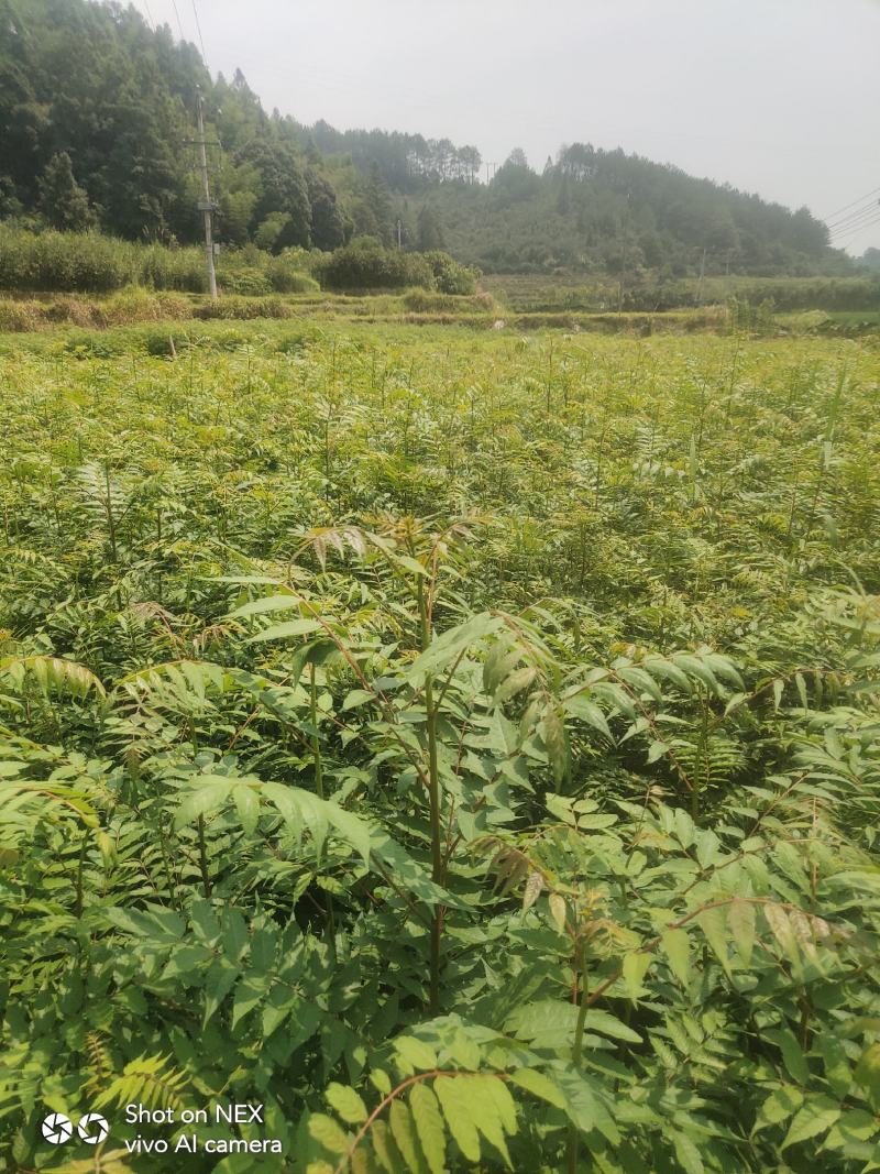 南酸枣苗酸枣苗等各种造林苗木苗圃直销…………