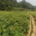 南酸枣苗酸枣苗等各种造林苗木苗圃直销…………