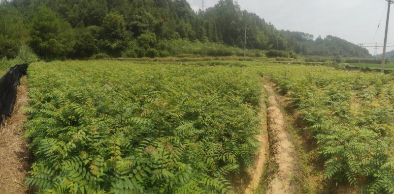 南酸枣苗酸枣苗等各种造林苗木苗圃直销…………
