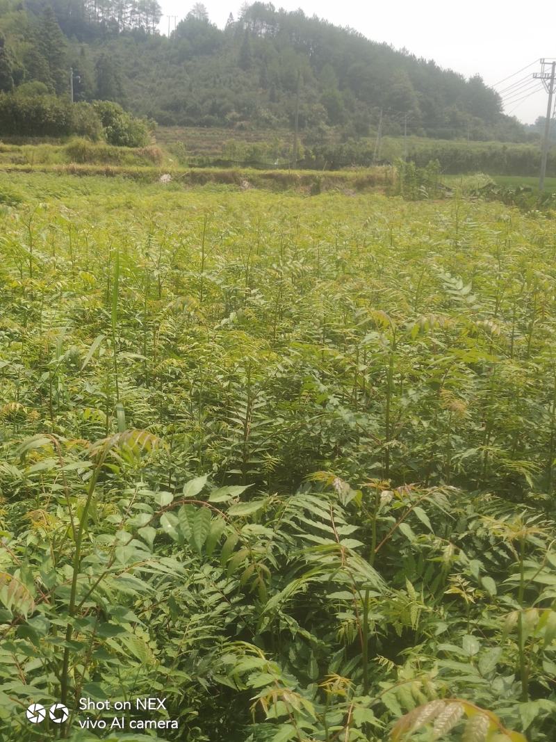 南酸枣苗酸枣苗等各种造林苗木苗圃直销…………