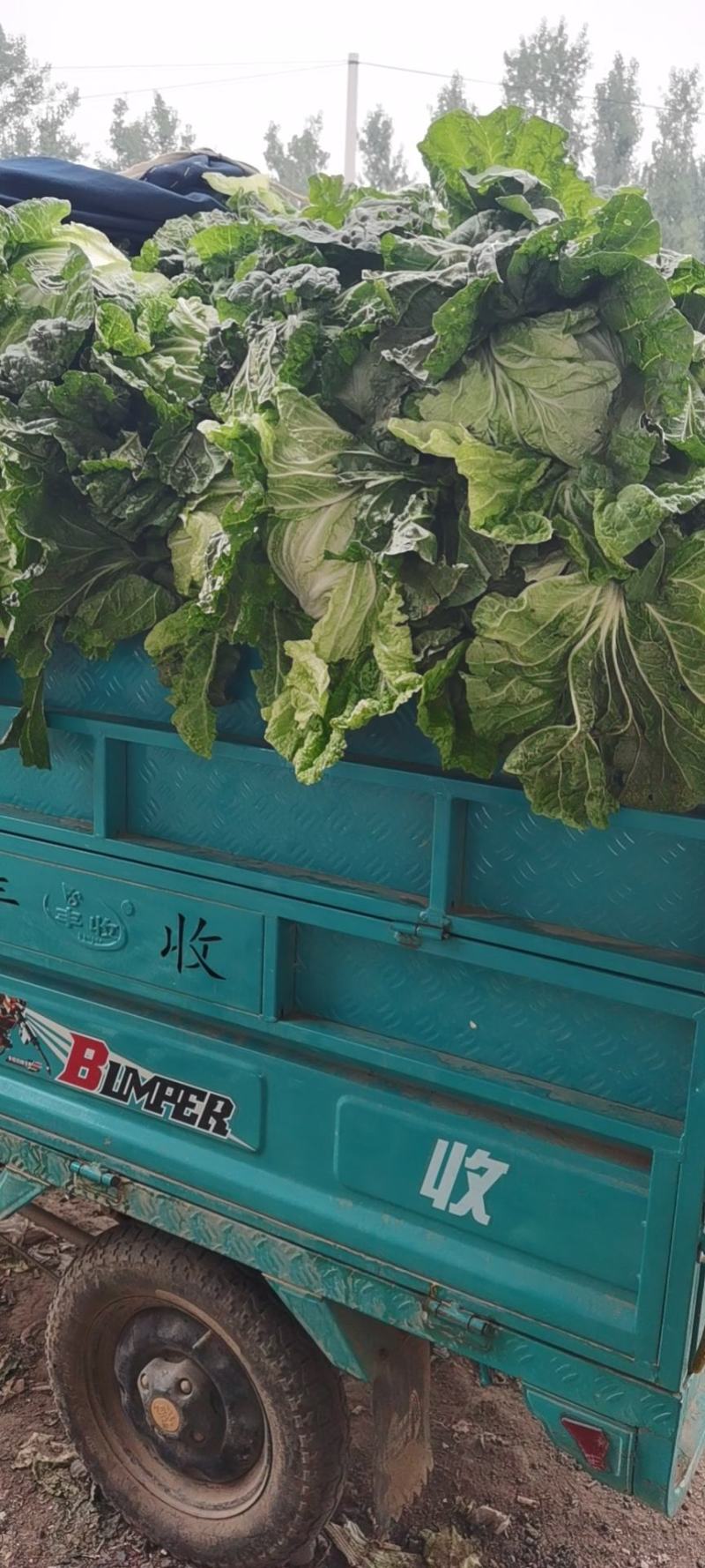 河南白菜秋绿60白菜，视频看货，线上保障交易。