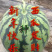 出售早佳8424和美都嫁接苗，二叶一心至三叶一心发全国