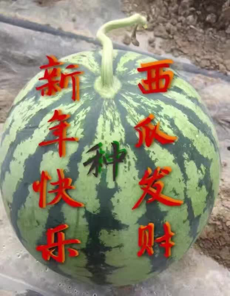 出售早佳8424和美都嫁接苗，二叶一心至三叶一心发全国