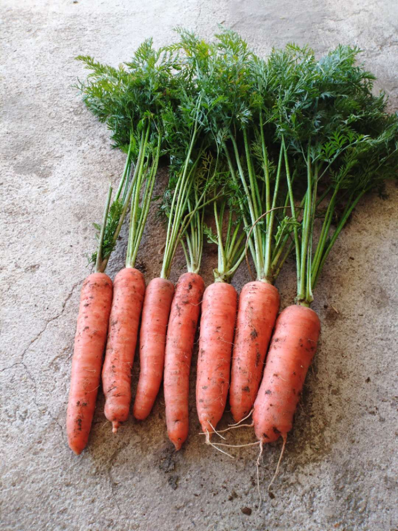 出售红萝卜🥕，四十亩，一亩多少钱，整体亩出售