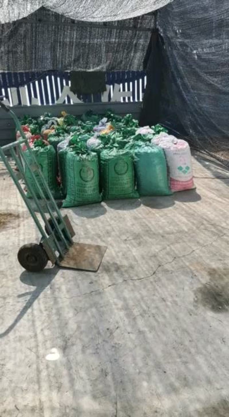 迁西板栗中粒2023年新板栗炒栗种产地发货