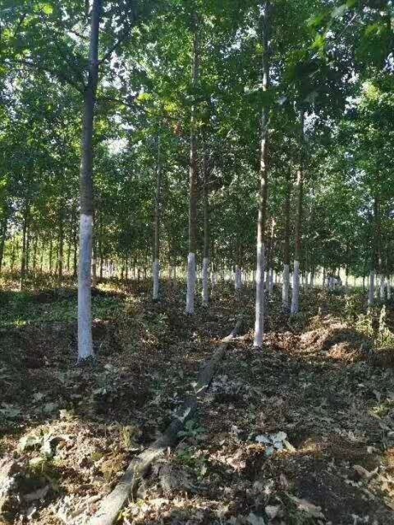 树木绿化，夏橡树