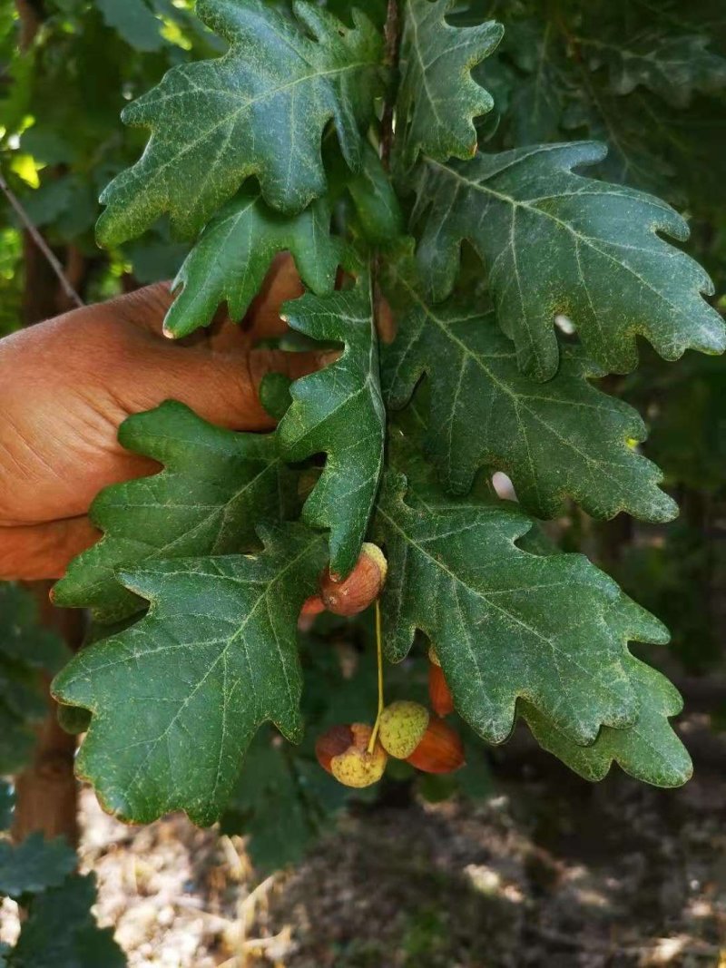 树木绿化，夏橡树
