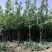 树木绿化，夏橡树