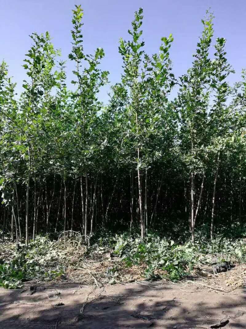 树木绿化，夏橡树