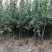 树木绿化，夏橡树