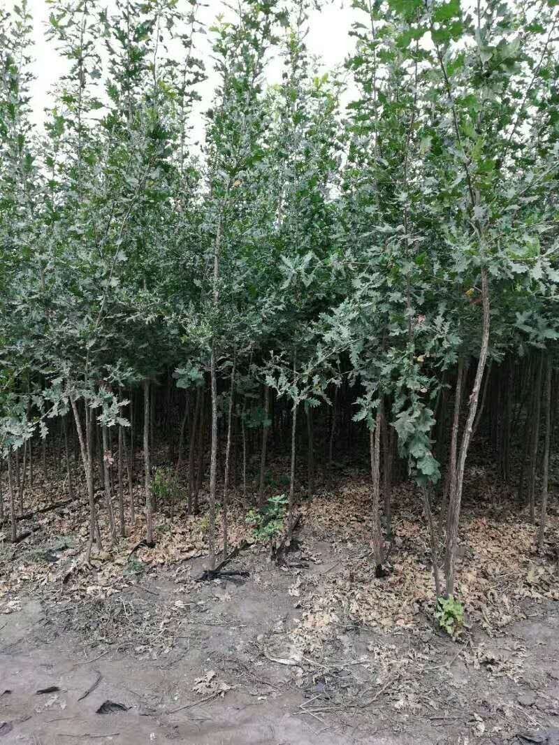 树木绿化，夏橡树