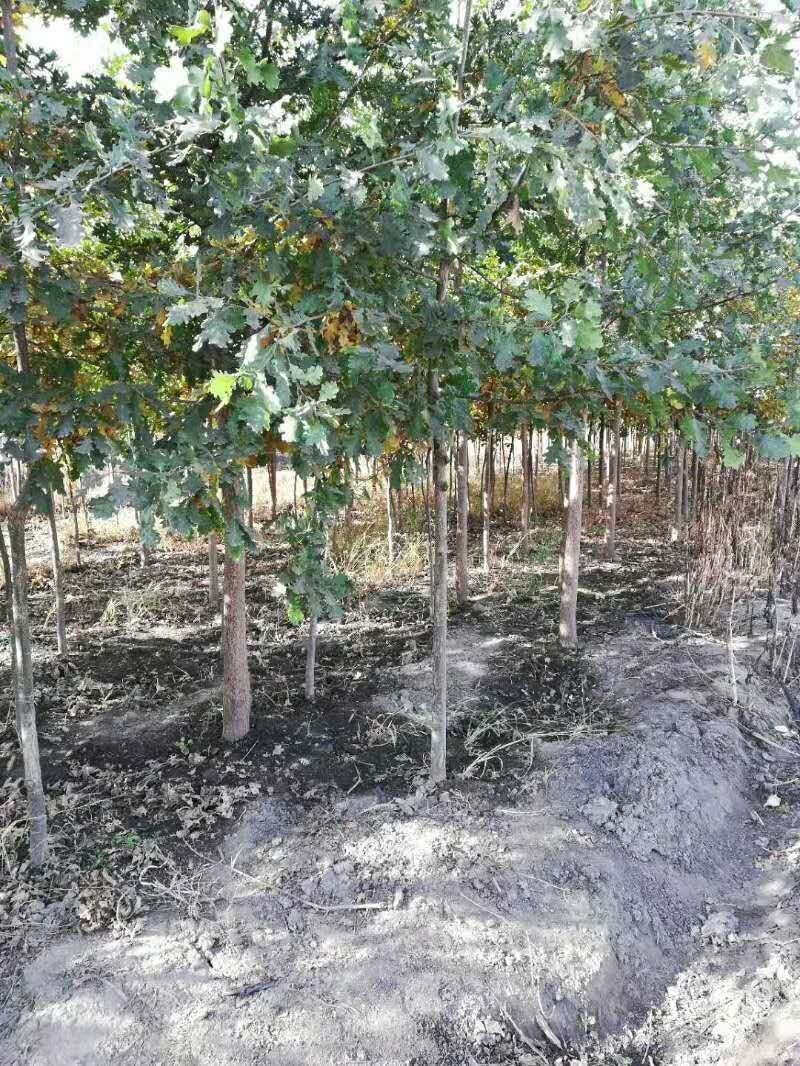 树木绿化，夏橡树