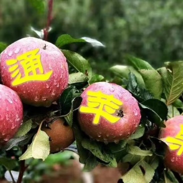 昭通冰糖心苹果大量上市