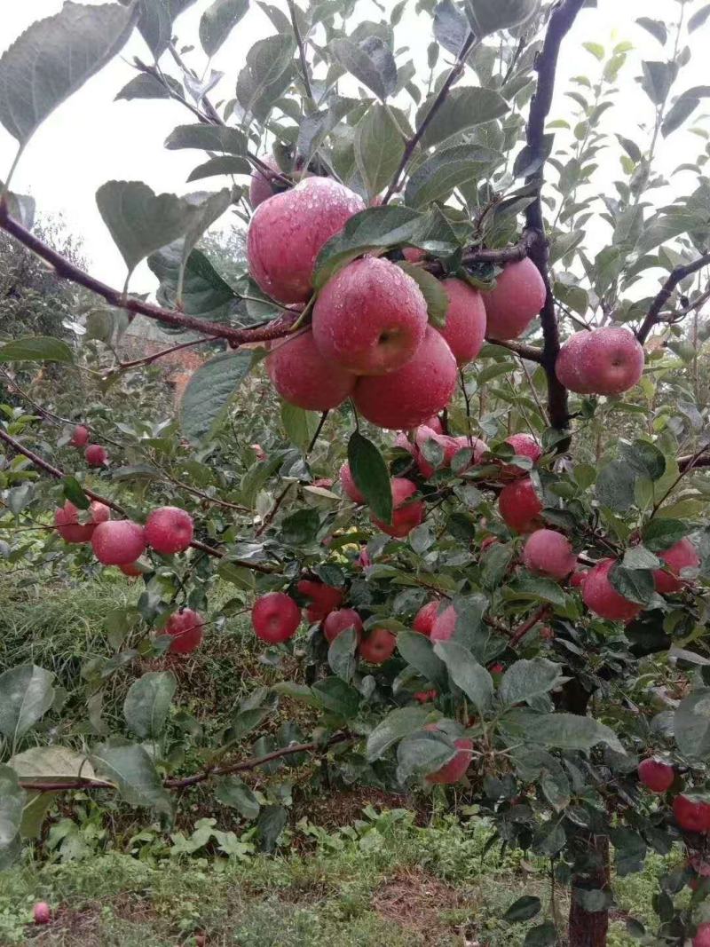 昭通冰糖心苹果大量上市
