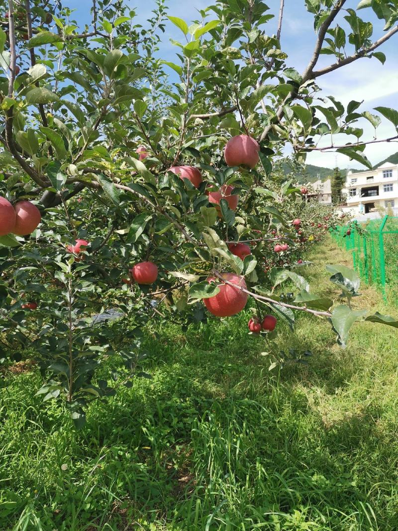 昭通冰糖心苹果大量上市