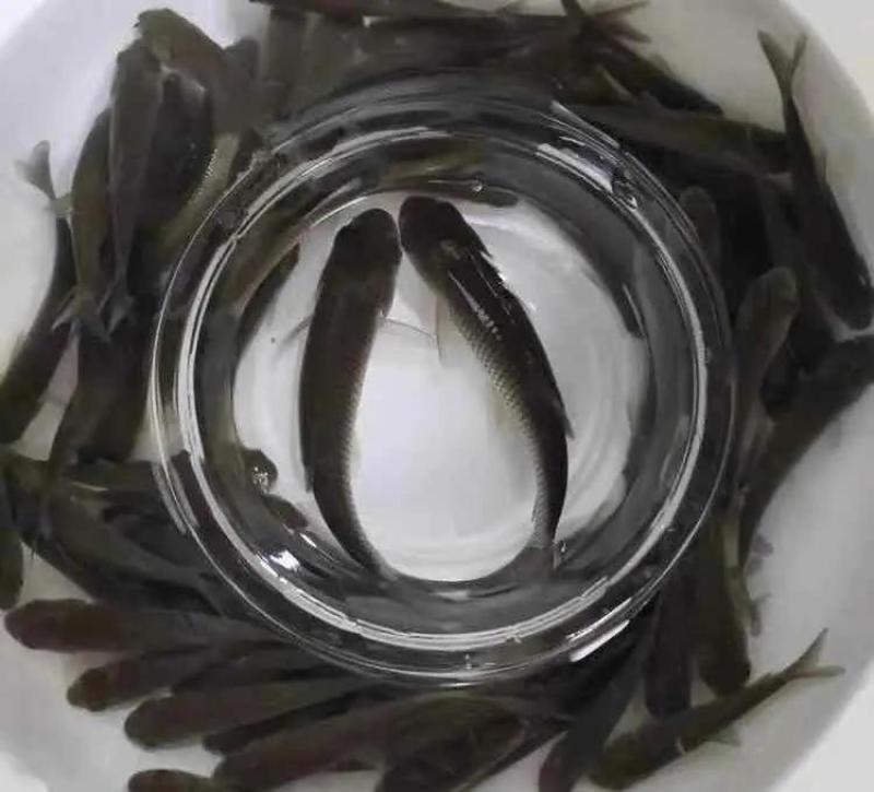 【热卖】草鱼苗规格齐全基地直销送货上门