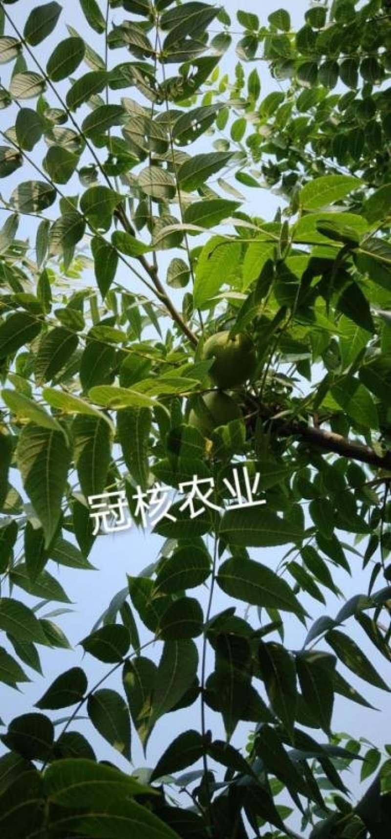 美国黑核桃树苗
