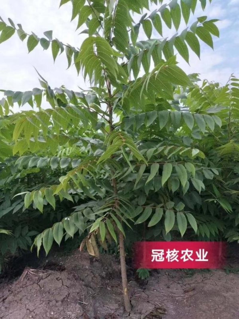 美国黑核桃树苗