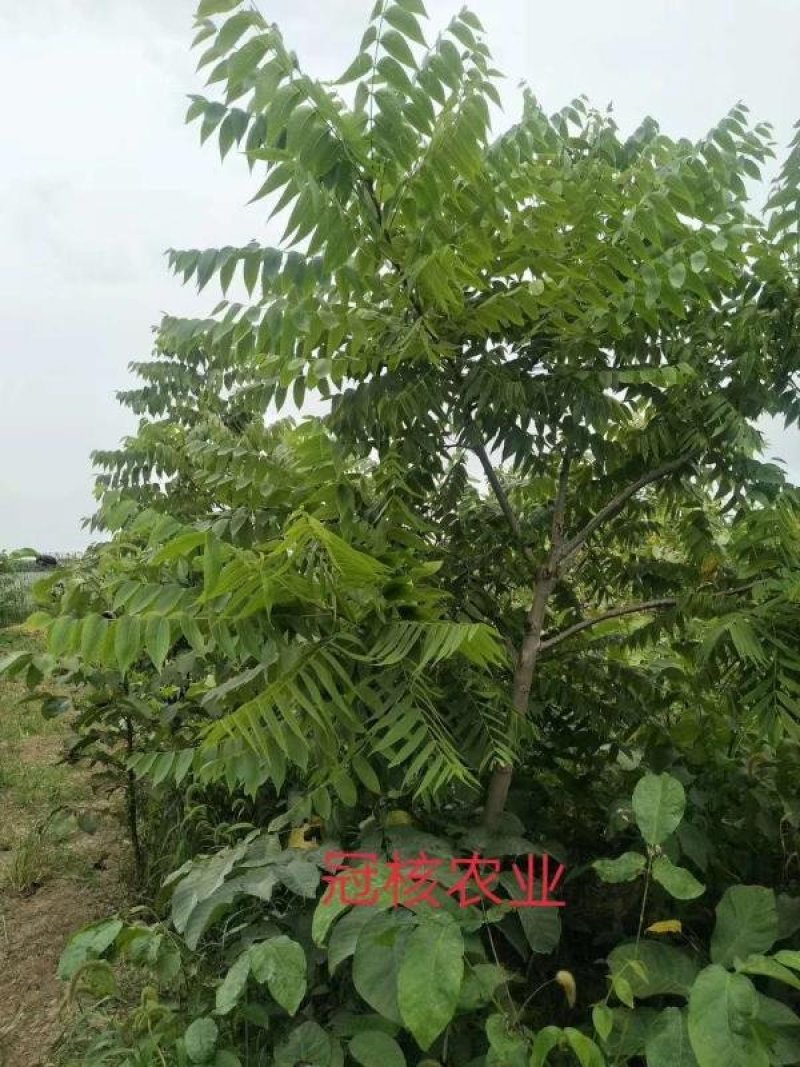 美国黑核桃树苗