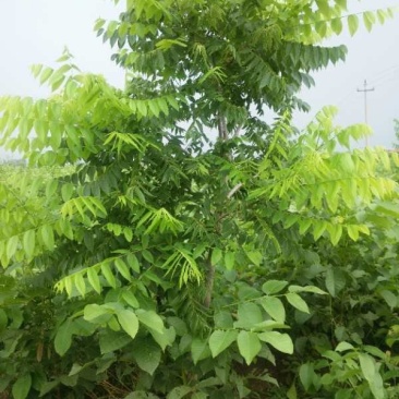 美国黑核桃树苗
