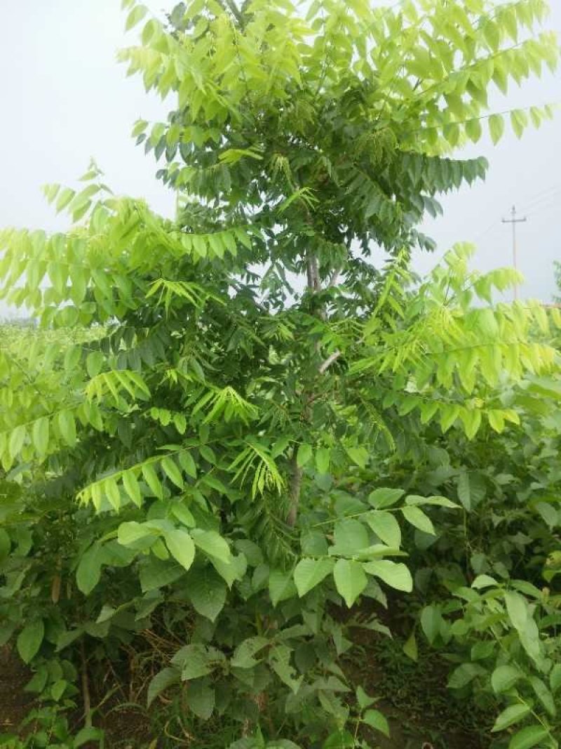 美国黑核桃树苗