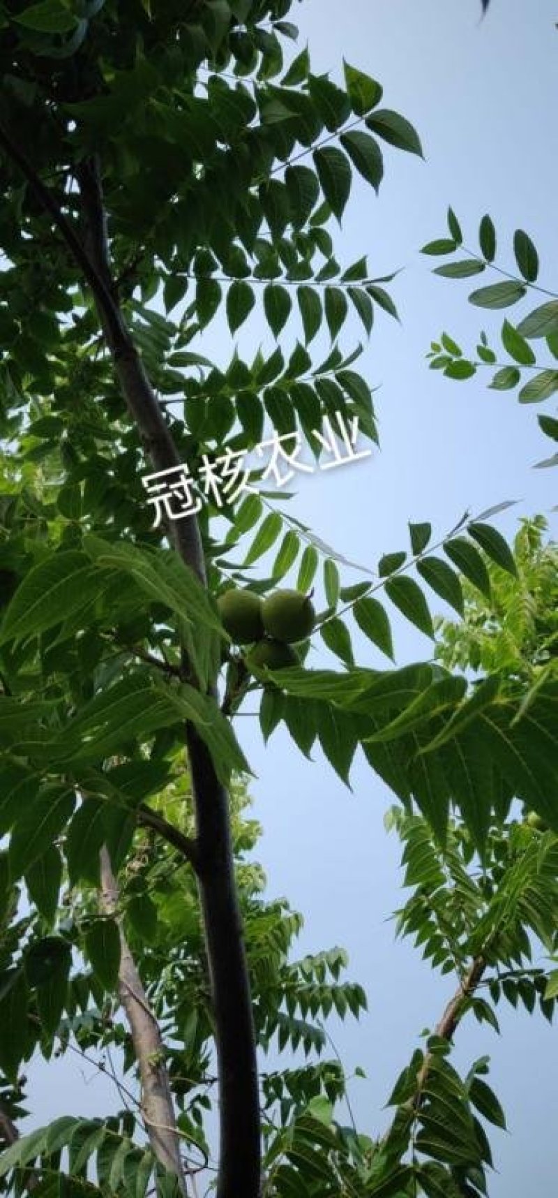 美国黑核桃树苗