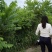 美国黑核桃树苗