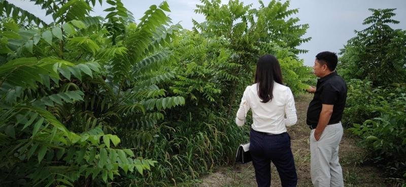 美国黑核桃树苗