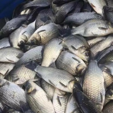 6至8两鲫鱼湘云鲫品种优良皮毛良好500亩养基地直供