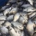 6至8两鲫鱼湘云鲫品种优良皮毛良好500亩养基地直供