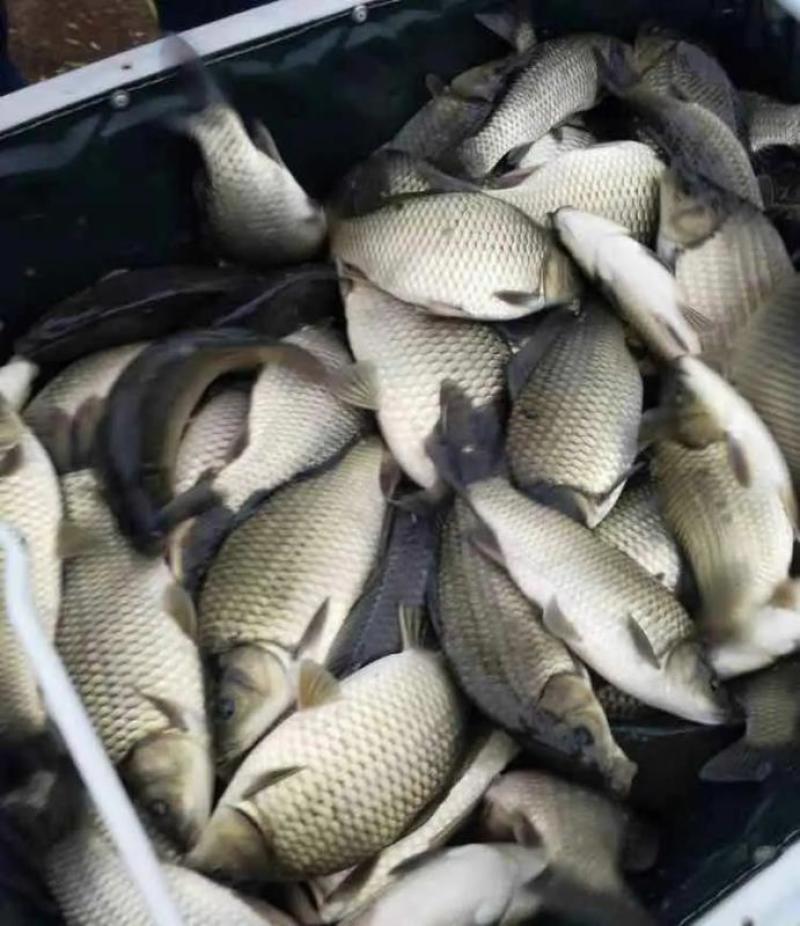 6至8两鲫鱼湘云鲫品种优良皮毛良好500亩养基地直供