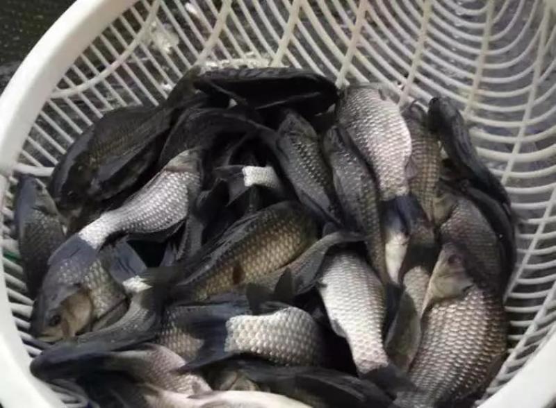 6至8两鲫鱼湘云鲫品种优良皮毛良好500亩养基地直供
