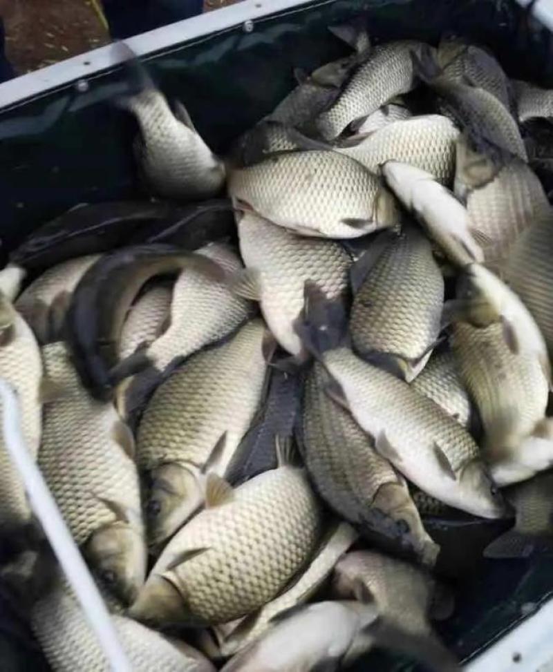 6至8两鲫鱼湘云鲫品种优良皮毛良好500亩养基地直供