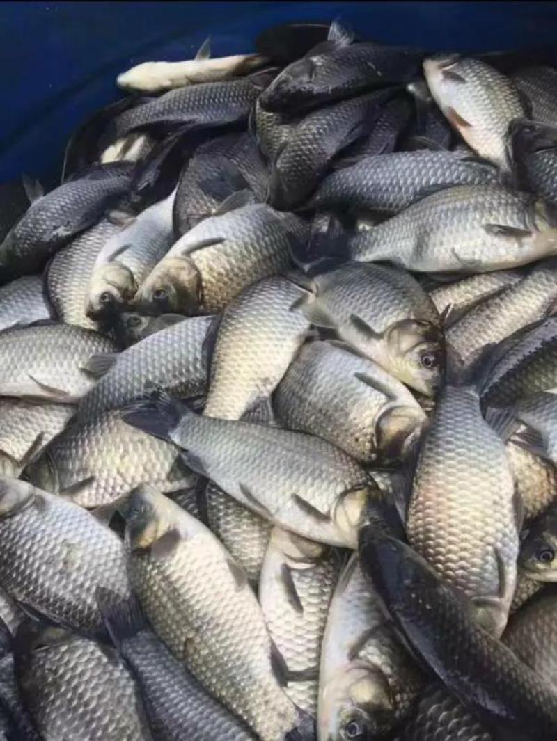 6至8两鲫鱼湘云鲫品种优良皮毛良好500亩养基地直供