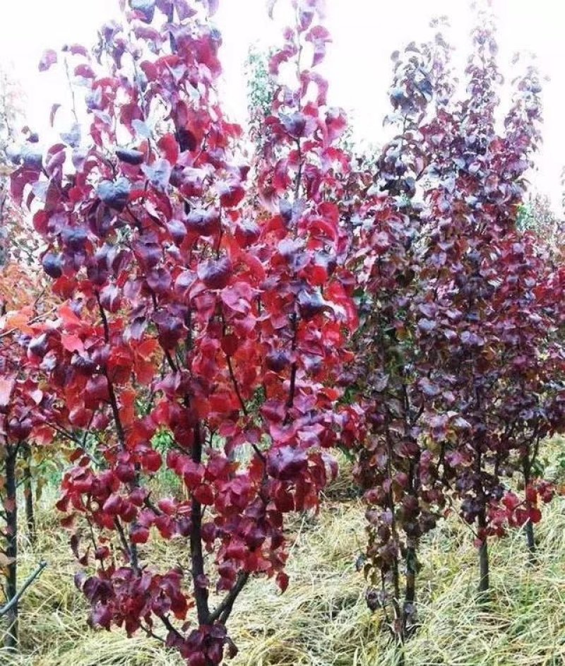 风景树，彩叶豆梨